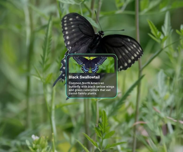 AR overlay of butterfly identification